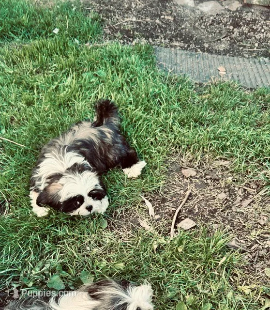 Rocky – Shih Tzu puppy for sale in Pittstown, NJ