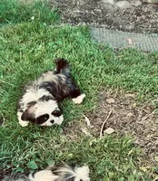 Rocky, a male Shih Tzu for sale in Pittstown, NJ – 1 of 1