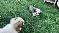 Brewster, a female Shih Tzu for sale in Pittstown, NJ – 7 of 7