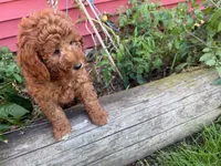 Donnie, a male Miniature Goldendoodle for sale in Pittstown, NJ – 1 of 4