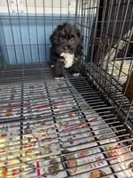 Sammy, a male Shihpoo for sale in Pittstown, NJ – 2 of 2