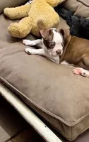 Brenda, a female Boston Terrier for sale in Pittstown, NJ – 1 of 2