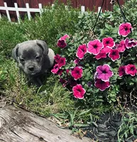 boy, a male Frenchton for sale in Pittstown, NJ – 2 of 4
