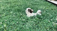 Buster, a male Shih Tzu for sale in Pittstown, NJ – 3 of 3