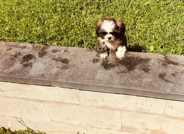 Buster – Shih Tzu puppy for sale in Pittstown, NJ