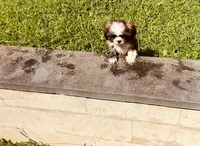 Buster, a male Shih Tzu for sale in Pittstown, NJ – 1 of 2