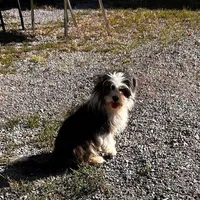 bonnie, a female Shih Tzu for sale in Pittstown, NJ – Photo 1 of 2