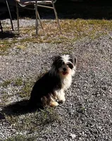 bonnie, a female Shih Tzu for sale in Pittstown, NJ – Photo 1 of 2