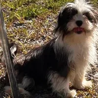 bonnie, a female Shih Tzu for sale in Pittstown, NJ – Photo 2 of 2