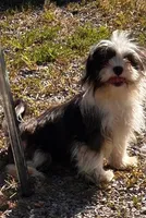 bonnie, a female Shih Tzu for sale in Pittstown, NJ – Photo 2 of 2