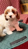 Calvie, a male Cavapoo for sale in Pittstown, NJ – 3 of 3