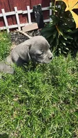 boy, a male Frenchton for sale in Pittstown, NJ – 4 of 4