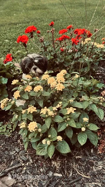 Bernie – Shih Tzu puppy for sale in Pittstown, NJ