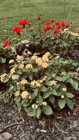 Bernie, a male Shih Tzu for sale in Pittstown, NJ – 1 of 3