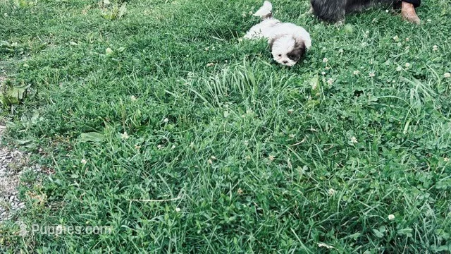 Buster – Shih Tzu puppy for sale in Pittstown, NJ