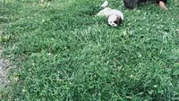 Buster, a male Shih Tzu for sale in Pittstown, NJ – 1 of 3