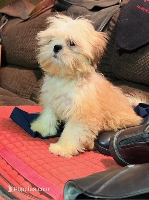 Rocky – Shih Tzu puppy for sale in Pittstown, NJ
