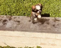Buster, a male Shih Tzu for sale in Pittstown, NJ – 3 of 3