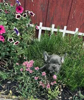 Jackie, a female Frenchton for sale in Pittstown, NJ – 5 of 5