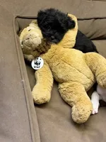 Sammy, a male Shihpoo for sale in Pittstown, NJ – 1 of 2
