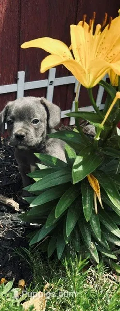boy – Frenchton puppy for sale in Pittstown, NJ