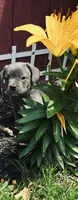 boy, a male Frenchton for sale in Pittstown, NJ – 1 of 4