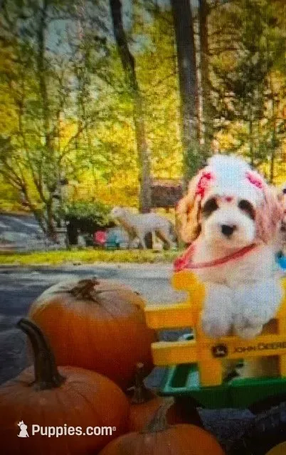 Calvie – Cavapoo puppy for sale in Pittstown, NJ