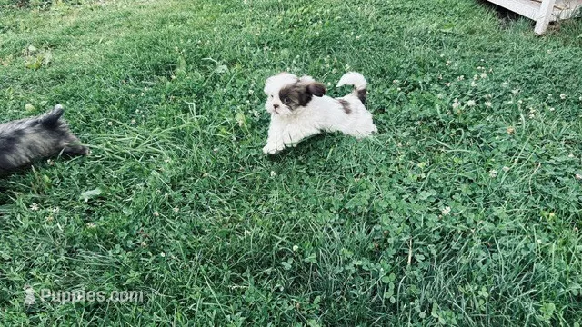 bubbles – Shih Tzu puppy for sale in Pittstown, NJ