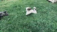 bubbles, a female Shih Tzu for sale in Pittstown, NJ – 1 of 2