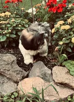 Bernie, a male Shih Tzu for sale in Pittstown, NJ – 2 of 3