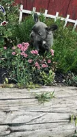 Jackie, a female Frenchton for sale in Pittstown, NJ – 3 of 5