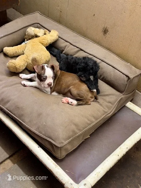 buffy – Boston Terrier puppy for sale in Pittstown, NJ