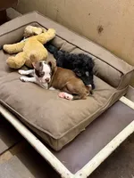 buffy, a female Boston Terrier for sale in Pittstown, NJ – 1 of 3