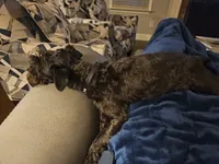 Xena, a female Miniature Schnauzer for sale in McDonough, GA – 2 of 6