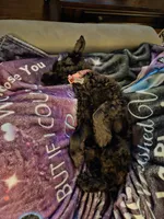 Xena, a female Miniature Schnauzer for sale in McDonough, GA – 6 of 6