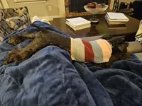 Xena, a female Miniature Schnauzer for sale in McDonough, GA – 3 of 6