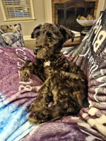 Xena, a female Miniature Schnauzer for sale in McDonough, GA – 5 of 6