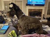 Xena, a female Miniature Schnauzer for sale in McDonough, GA – 4 of 6