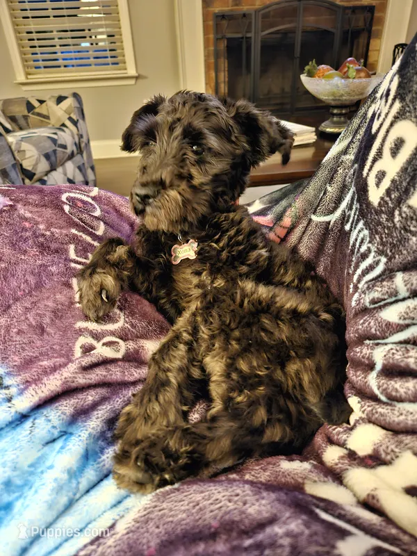 Xena – Miniature Schnauzer puppy for sale in McDonough, GA