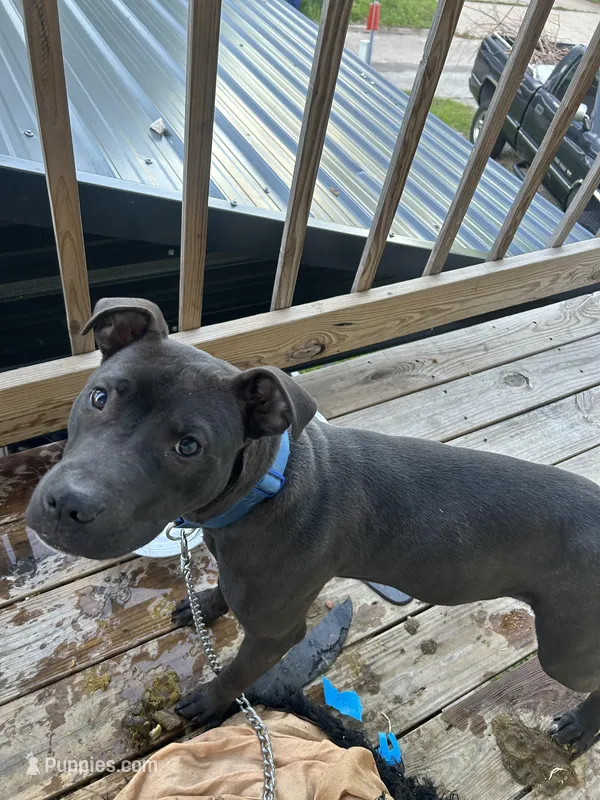 Boots – American Pit Bull Terrier puppy for sale in Garland, TX