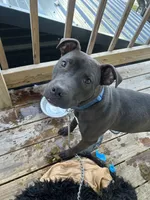 Boots, a male American Pit Bull Terrier for sale in Garland, TX – Photo 2 of 5