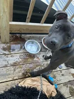 Boots, a male American Pit Bull Terrier for sale in Garland, TX – Photo 3 of 5