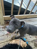 Boots, a male American Pit Bull Terrier for sale in Garland, TX – Photo 4 of 5