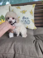 Rosco, a male Poodle - Miniature  for sale in Nashville, TN – 2 of 4