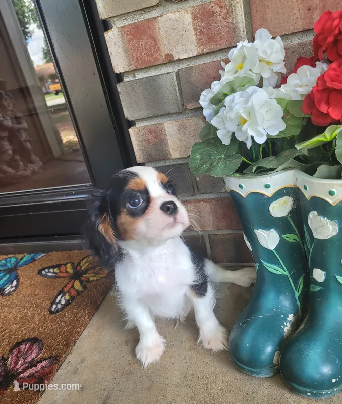 Boots – Cavalier King Charles Spaniel puppy for sale in Nashville, TN