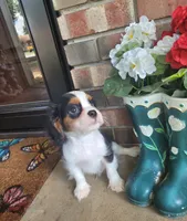 Boots, a male Cavalier King Charles Spaniel for sale in Nashville, TN – 1 of 5