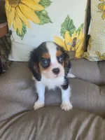 Boots, a male Cavalier King Charles Spaniel for sale in Nashville, TN – 5 of 5