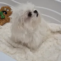 Theodore, a male Maltese and Pekingese for sale in Ocala, FL – Photo 3 of 4