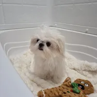 Theodore, a male Maltese and Pekingese for sale in Ocala, FL – Photo 4 of 4