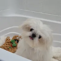 Theodore, a male Maltese and Pekingese for sale in Ocala, FL – Photo 2 of 4